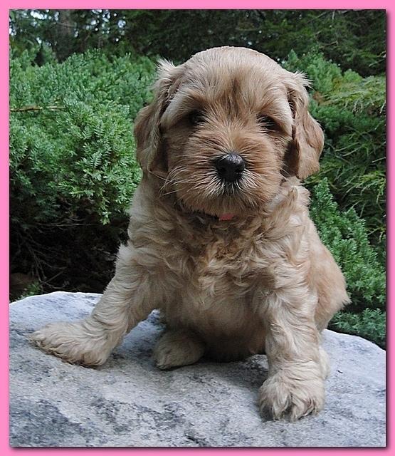 Jolile Rilpley puppies 5 weeks old 004