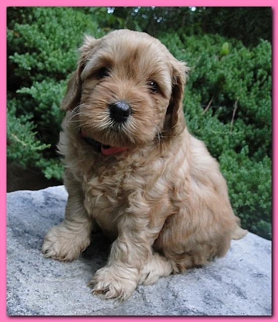 Jolile Rilpley puppies 5 weeks old 005