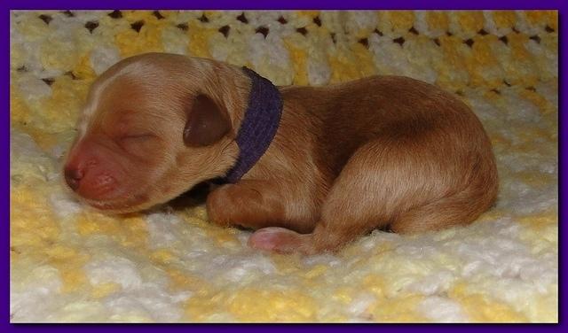Jolie Ripley puppies 1 day old 3 001