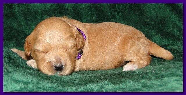 Jolie Ripley puppies 2 weeks old 020