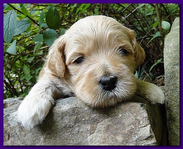 Jolie Ripley puppies 3 weeks old 017