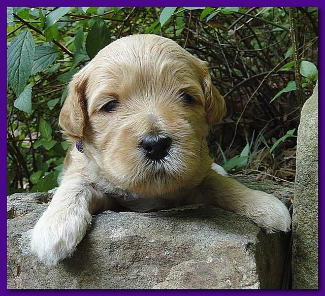 Jolie Ripley puppies 3 weeks old 020