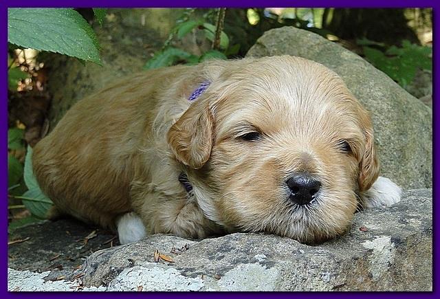 Jolie Ripley puppies 3 weeks old 022