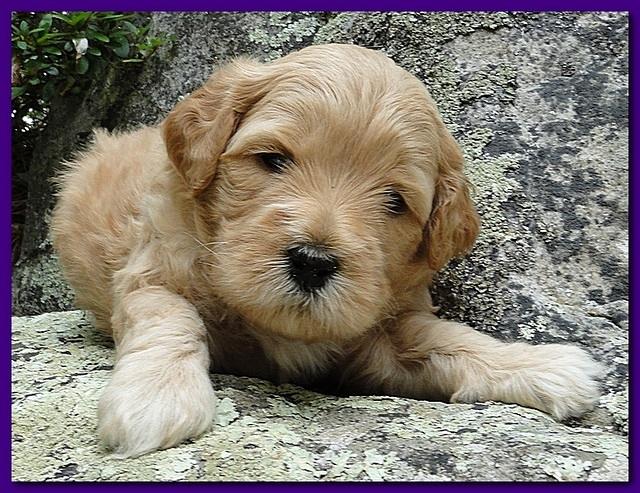 Jolie Ripley puppies 4 weeks old 013
