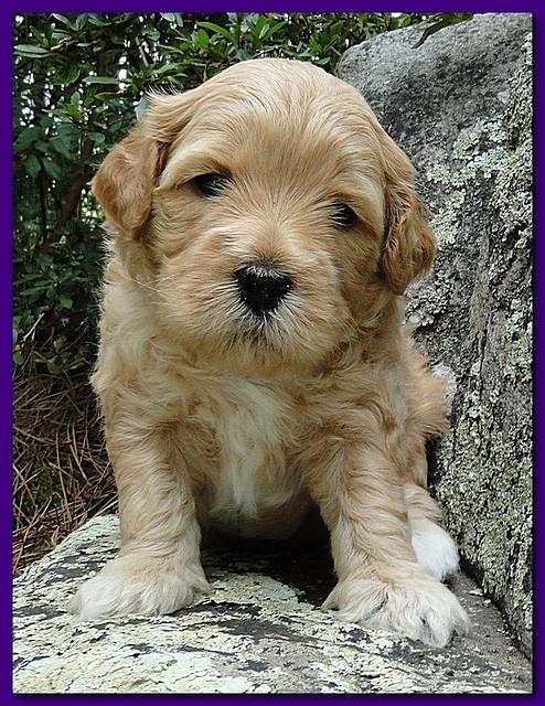 Jolie Ripley puppies 4 weeks old 015