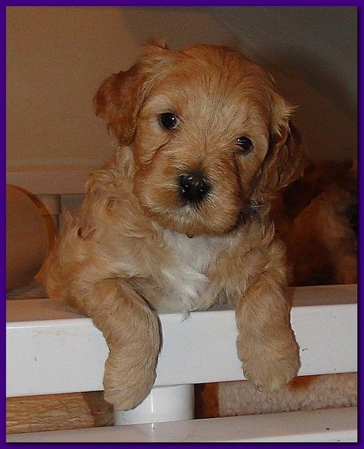 Jolie Ripley puppies 4-5 weeks old 011