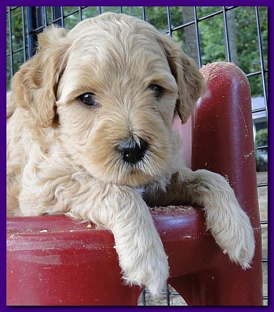 Jolie Ripley puppies 4-5 weeks old 052