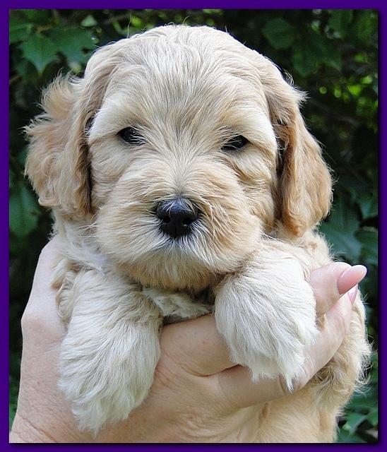 Jolie Ripley puppies 5.5 weeks faces 017