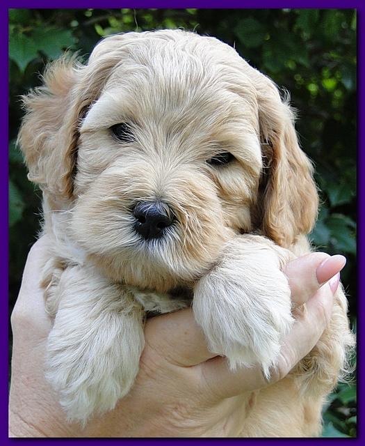Jolie Ripley puppies 5.5 weeks faces 018
