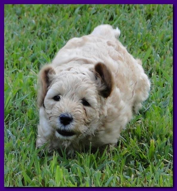 Jolie Ripley puppies 6 weeks old 3 006