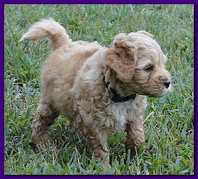 Jolie Ripley puppies 6 weeks old 3 007