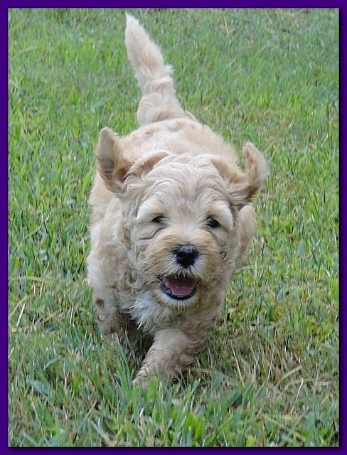 Jolie Ripley puppies 6 weeks old 3 014
