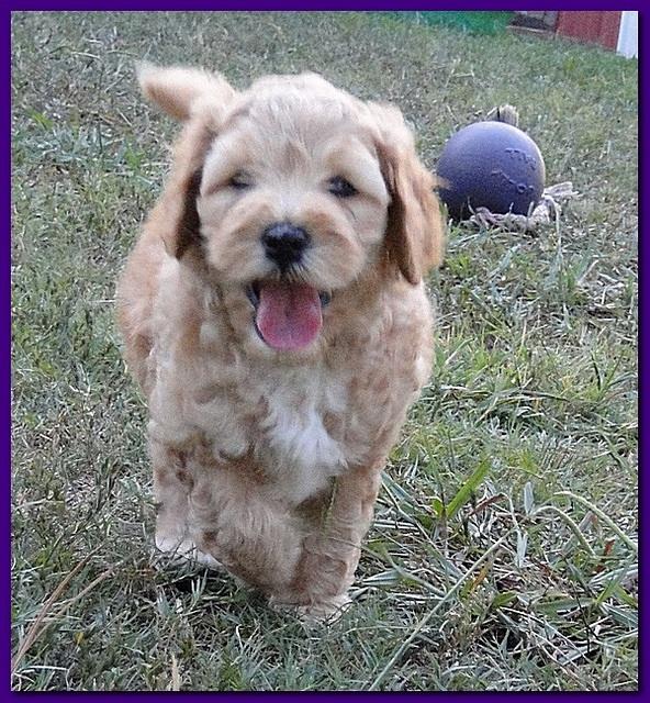 Jolie Ripley puppies 7 weeks old 017