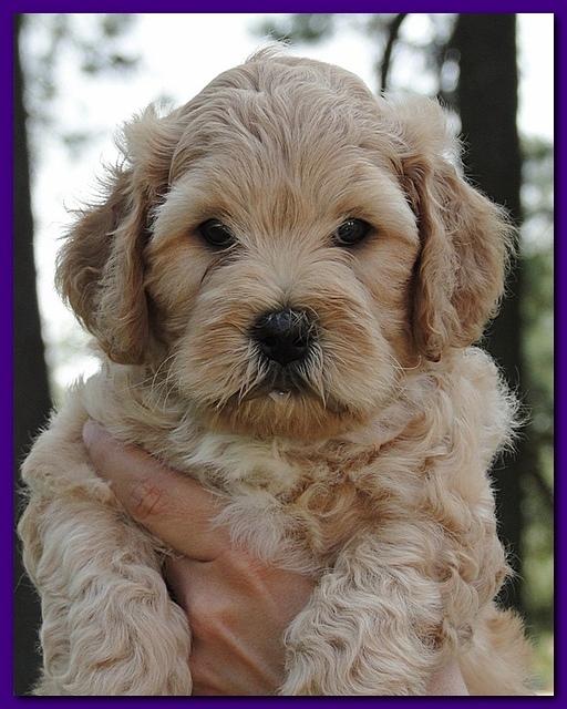 Jolie Ripley puppies 7 weeks old heads 003