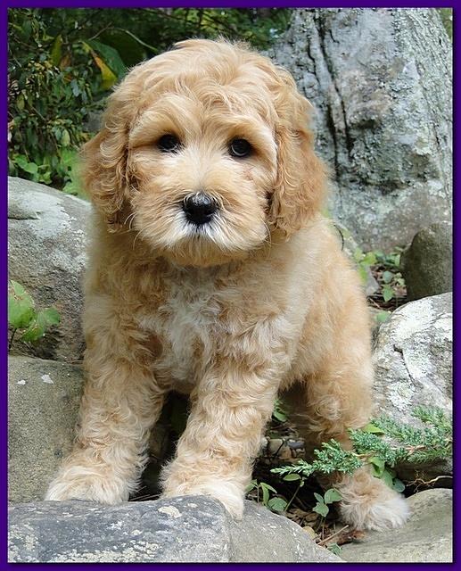 Jolie Ripley puppies 8 weeks old purple 006