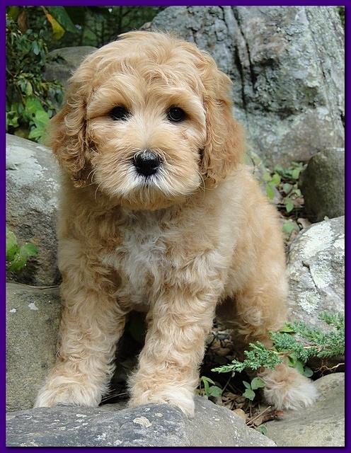 Jolie Ripley puppies 8 weeks old purple 007