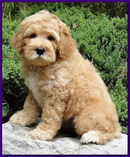 Jolie Ripley puppies 8 weeks old purple 010