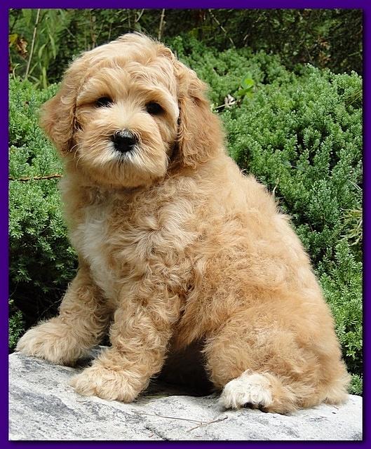 Jolie Ripley puppies 8 weeks old purple 011