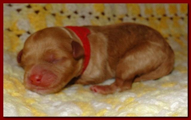 Jolie Ripley puppies 1 day old 023