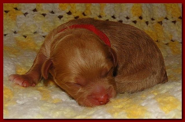 Jolie Ripley puppies 1 day old 024