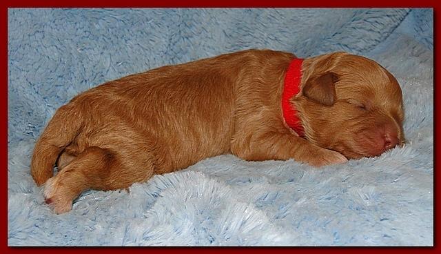 Jolie Ripley puppies 1 week old 044
