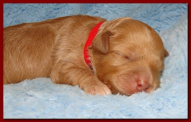 Jolie Ripley puppies 1 week old 045