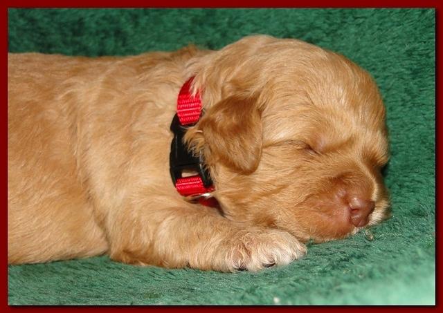 Jolie Ripley puppies 2 weeks old 031