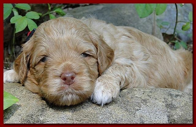 Jolie Ripley puppies 3 weeks old 030