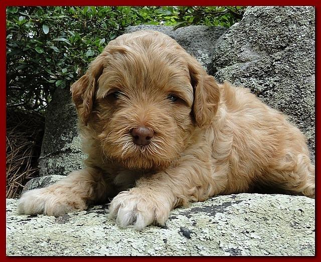 Jolie Ripley puppies 4 weeks old 018