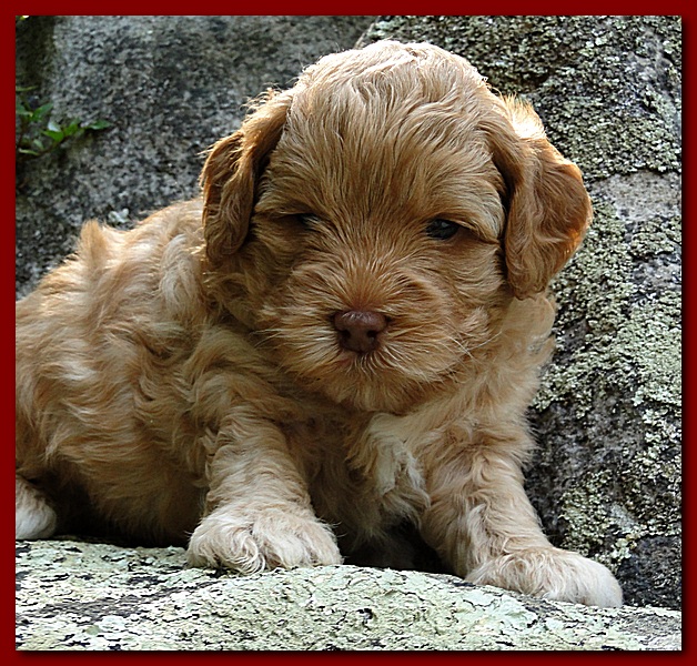 Jolie Ripley puppies 4 weeks old 053
