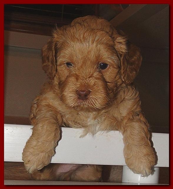 Jolie Ripley puppies 4-5 weeks old 024