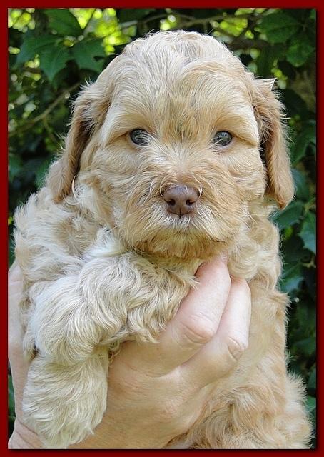 Jolie Ripley puppies 5.5 weeks faces 011