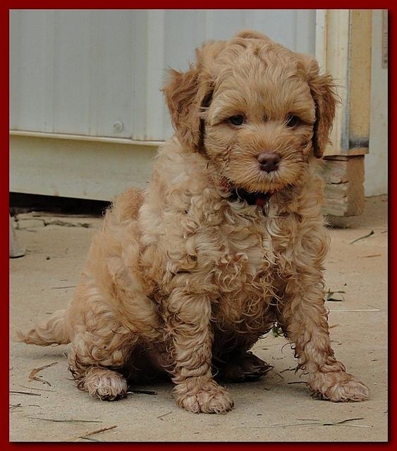 Jolie Ripley puppies 6 weeks old 3 019
