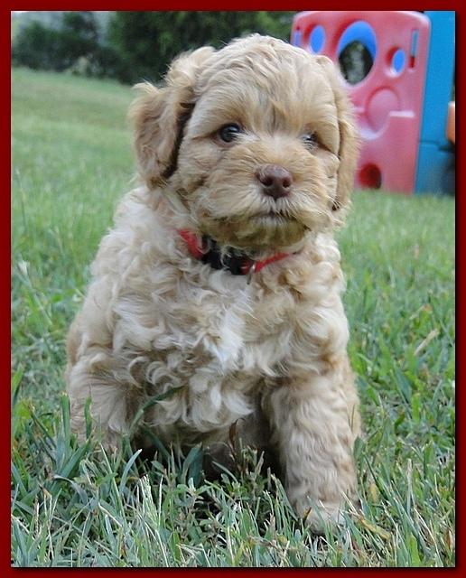 Jolie Ripley puppies 6 weeks old playtime 3 016