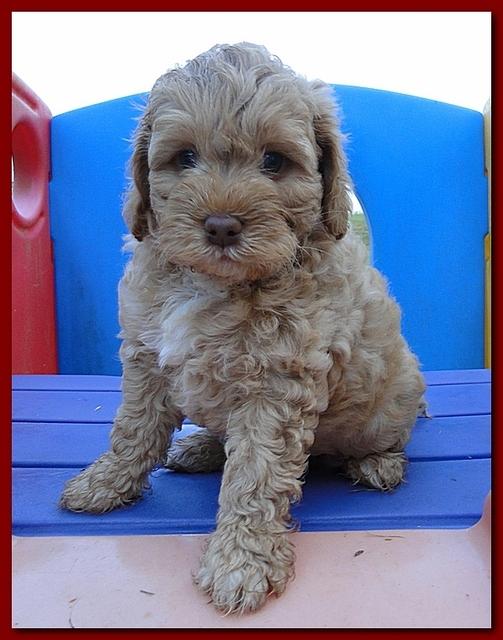Jolie Ripley puppies 7 weeks old 032