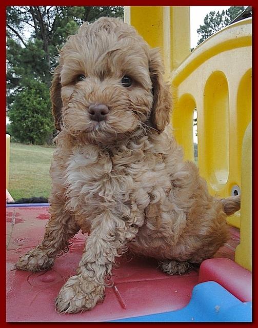 Jolie Ripley puppies 7 weeks old 054