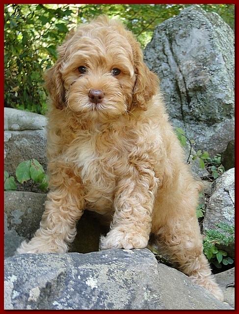 Jolie Ripley puppies 8 weeks old Red 004