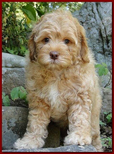 Jolie Ripley puppies 8 weeks old Red 005