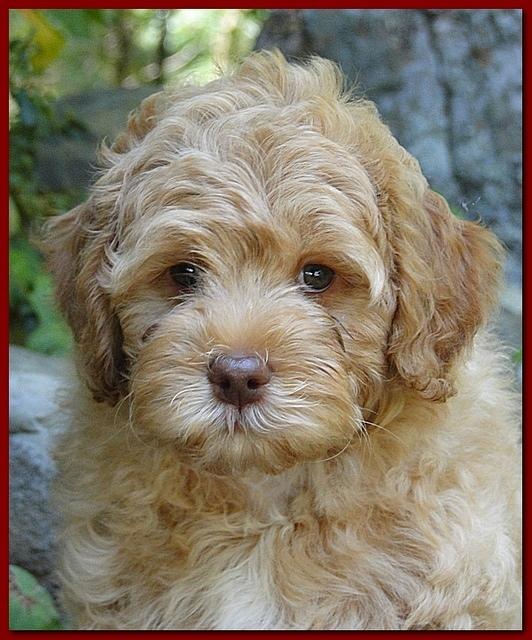 Jolie Ripley puppies 8 weeks old Red 006