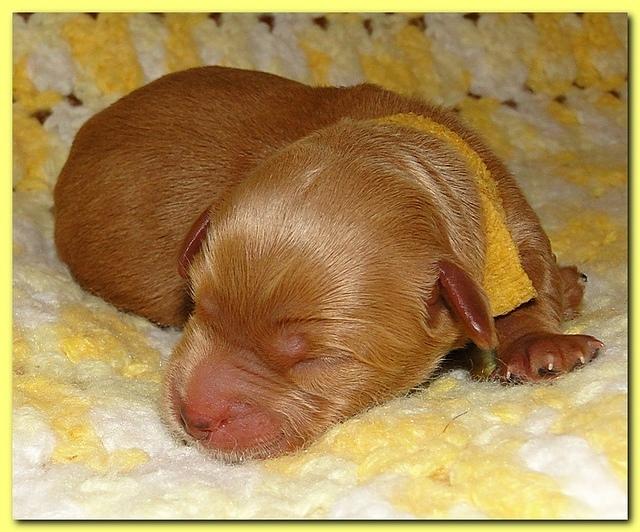 Jolie Ripley puppies 1 day old 039