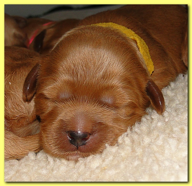 Jolie Ripley puppies 1 week old 007