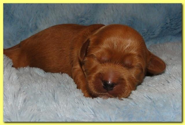 Jolie Ripley puppies 1 week old 073
