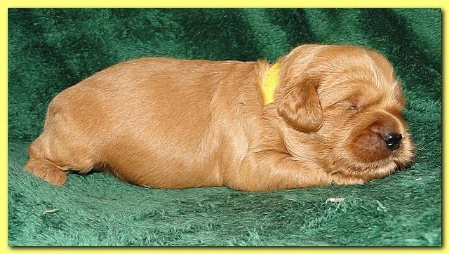 Jolie Ripley puppies 2 weeks old 059