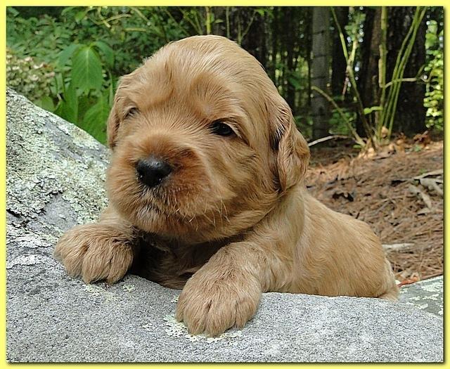 Jolie Ripley puppies 3 weeks old 061