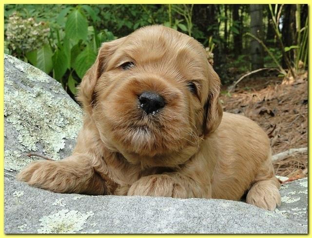 Jolie Ripley puppies 3 weeks old 062