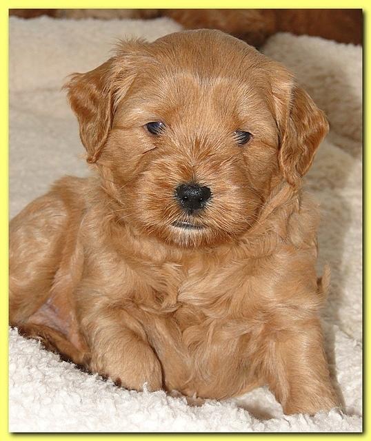 Jolie Ripley puppies 4-5 weeks old 019