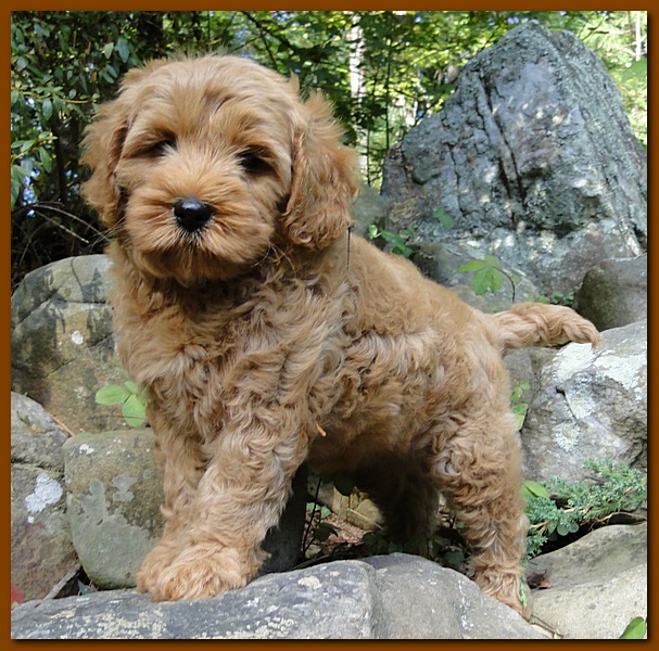 Jolie Ripley puppies 8 weeks old gold 016