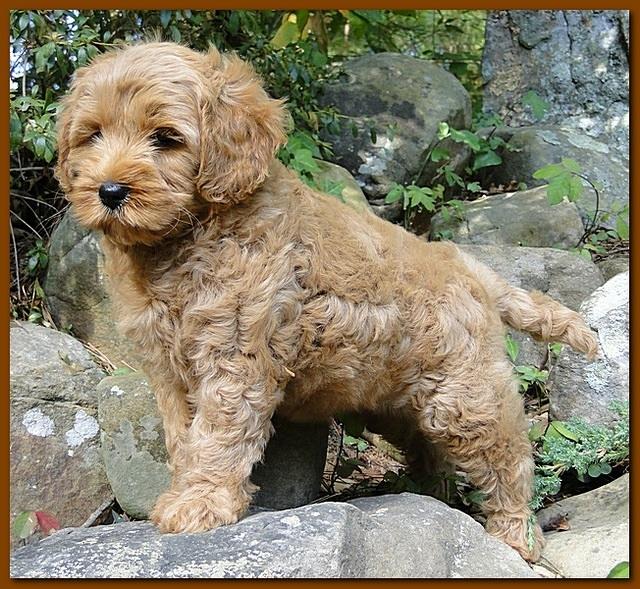 Jolie Ripley puppies 8 weeks old gold 018