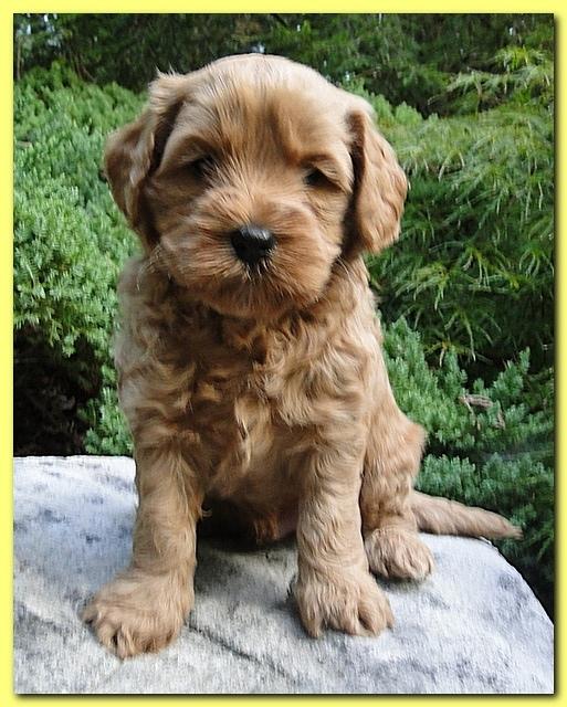 Jolile Rilpley puppies 5 weeks old 040