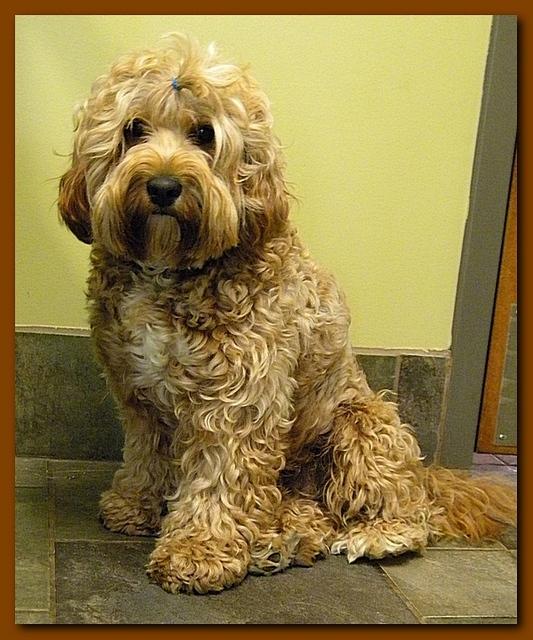 Jolie 18 mos old 1st preg 012